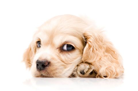 Pododermatitis in dogs
